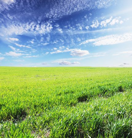 Green fieldの写真素材