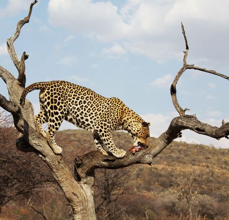 leopardの写真素材