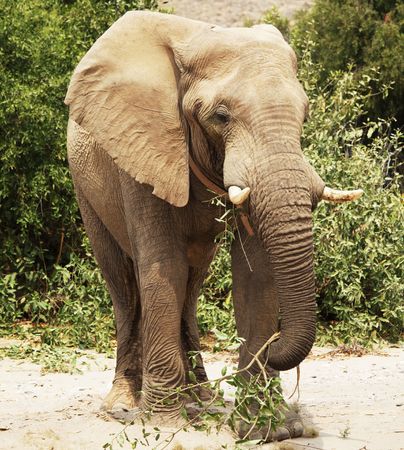 Elephantの写真素材