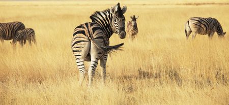 zebraの写真素材