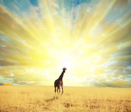 giraffeの写真素材