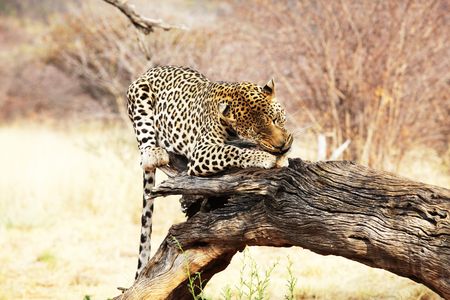 leopardの写真素材