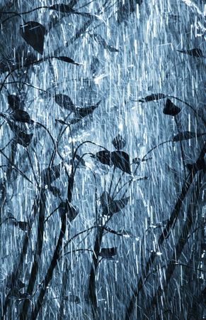 Rain in gardenの写真素材