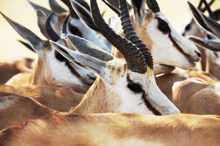 Antelope Sprinbokの写真素材