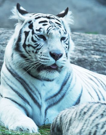 Silver tigerの写真素材