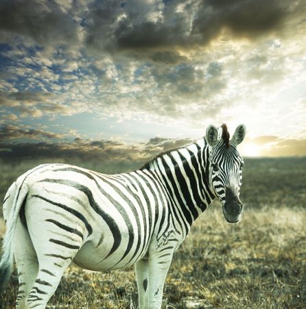 zebraの写真素材