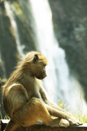 Monkeyの写真素材