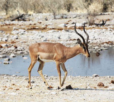 Antelope Gnuの写真素材