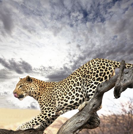 leopardの写真素材