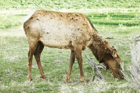 deerの写真素材