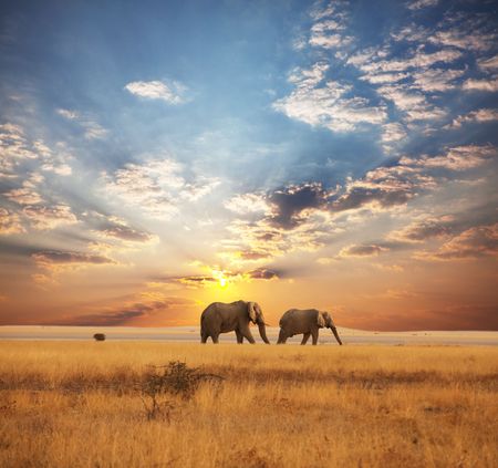 Elephantの写真素材