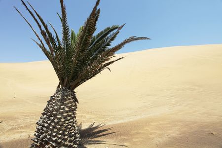Palm in Sahara desertの写真素材