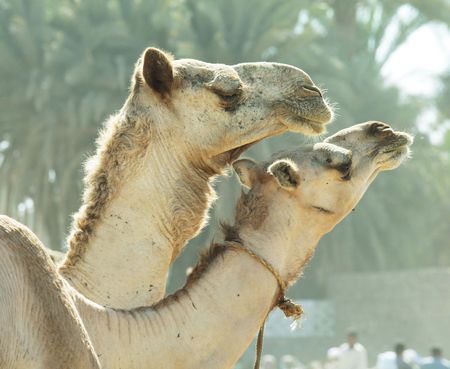 Camel in Saharaの写真素材