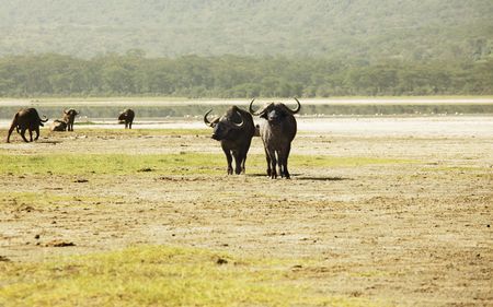 Buffaloの写真素材