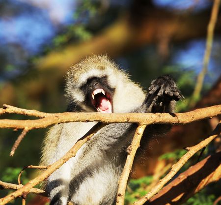 Monkey