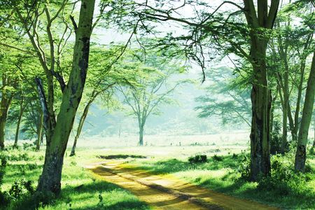 rain forestの写真素材