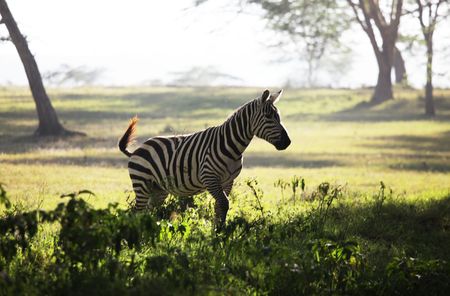zebraの写真素材