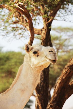 Camel in Saharaの写真素材