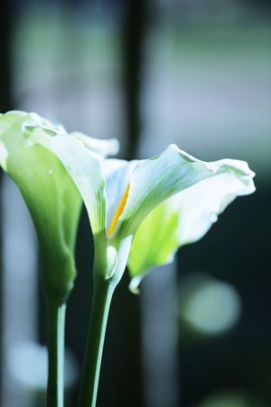 Flowersの写真素材