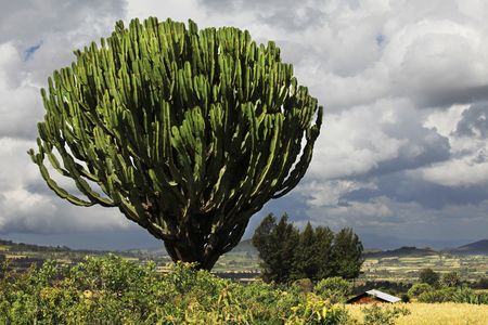 african landscapesの写真素材