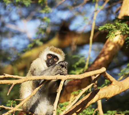 Monkey gelada in Ethiopia