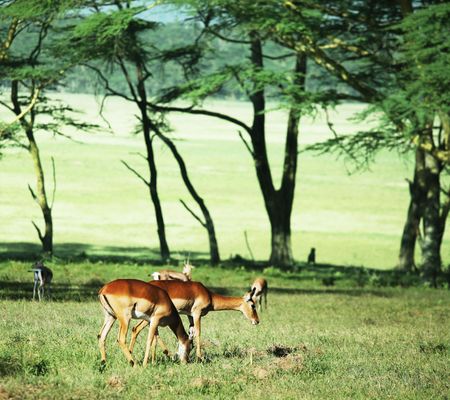 antelope impalaの写真素材