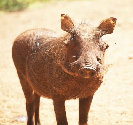 warthogの写真素材