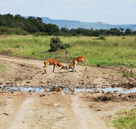 antelope impalaの写真素材