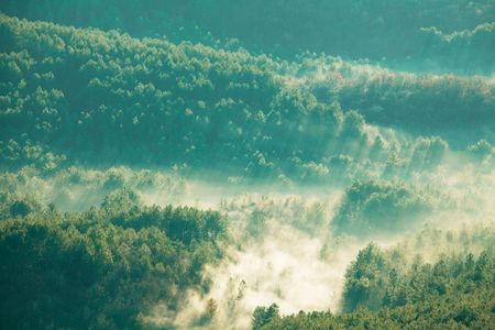Sunny beams in forestの写真素材