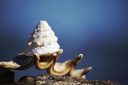 Shellsの写真素材