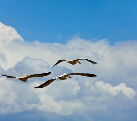Pelican in parkの写真素材