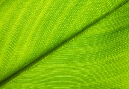 in gardenの写真素材