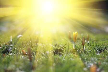 Flowers in handsの写真素材