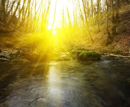 creek in forestの写真素材
