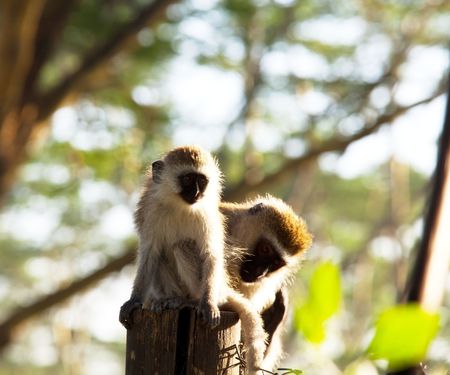 monkeyの写真素材