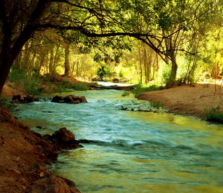creek in forestの写真素材