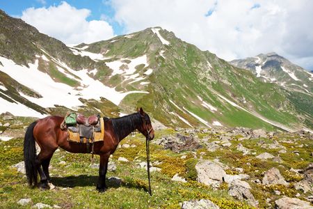 horse in mountainsの写真素材