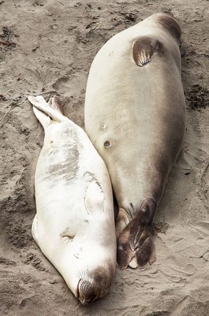 sea elephantの写真素材