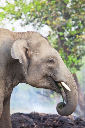 Elephant babyの写真素材