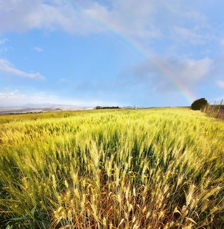wheatの写真素材