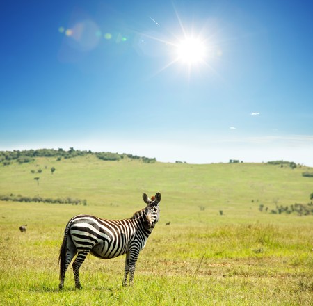 zebraの写真素材