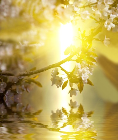 Spring in the gardenの写真素材