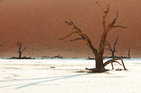 Dead valley in Namibiaの写真素材
