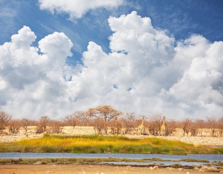 giraffe in savannahの写真素材