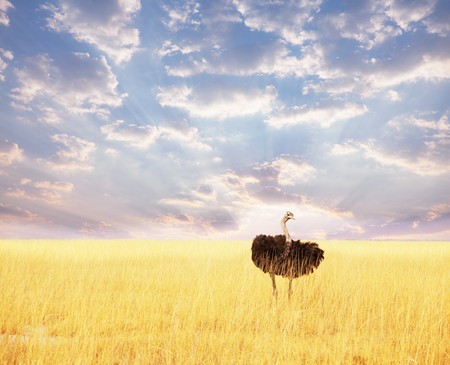 ostrichの写真素材