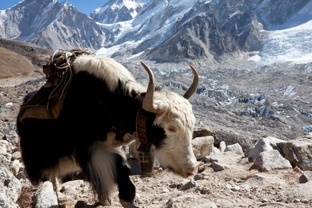 yak in Himalayaの写真素材