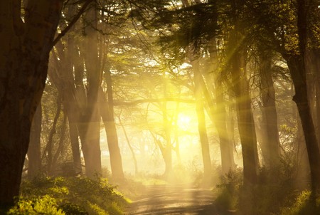 rain forestの写真素材