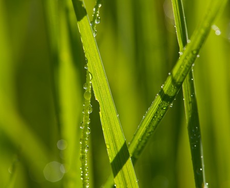 wet grassの写真素材