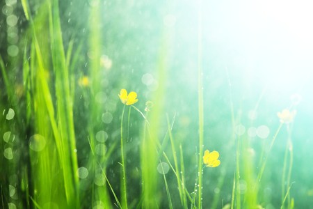 mountains meadowの写真素材