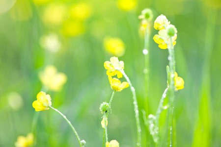 Flowersの写真素材